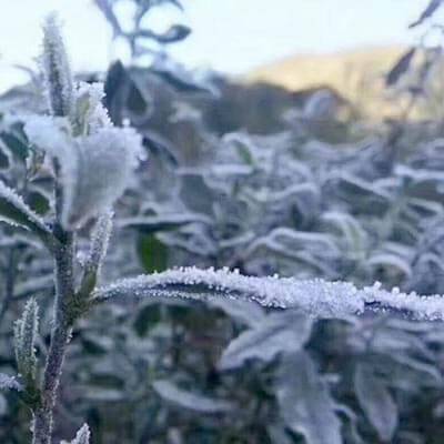 Frost-in-Fujian