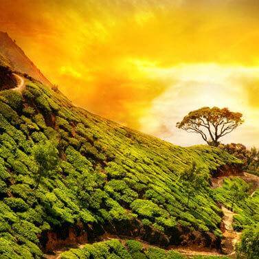 kobu-teeversand-teeblog-31-Indien