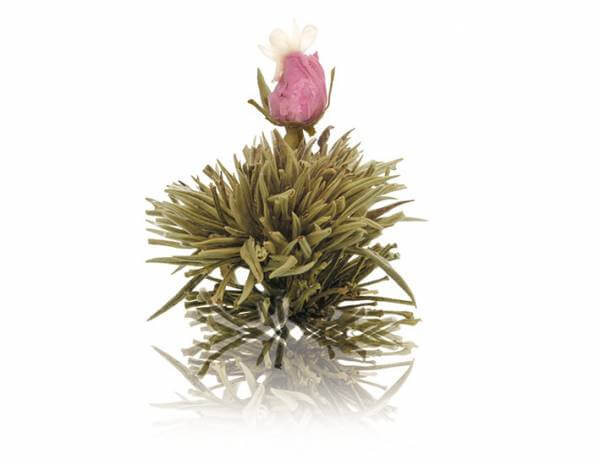 Weiße Teeblüte »Juweltröpfchen«