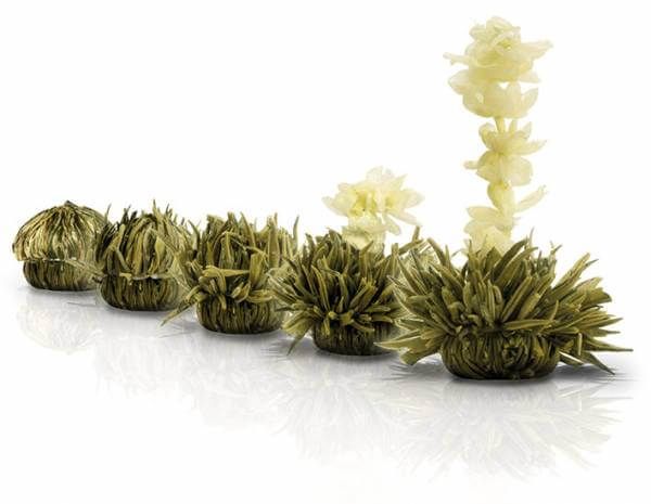 Weiße Teeblüte »Weiße Affäre«