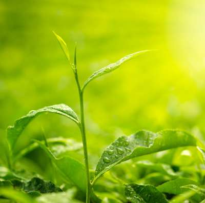 kobu-teeversand-teeblog-3