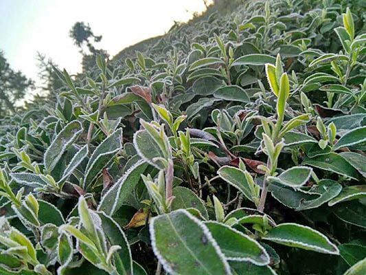 Frost-in-Fujian-2