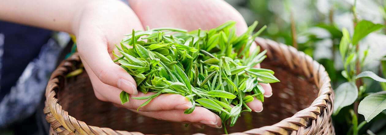 kobu-start-Banner-fresh-green-tea